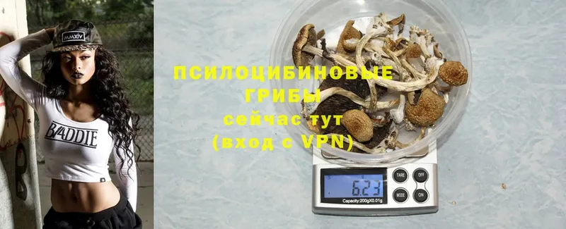 купить наркоту  Красноармейск  Псилоцибиновые грибы MAGIC MUSHROOMS 